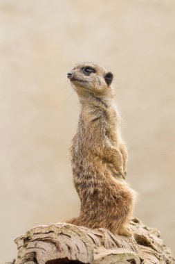 Güzel çöl faresi (suricate suricatta) dikey, temiz backg