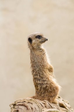 Güzel çöl faresi (suricate suricatta) dikey, temiz backg