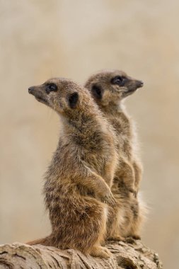 Güzel çöl faresi (suricate suricatta) dikey, temiz backg