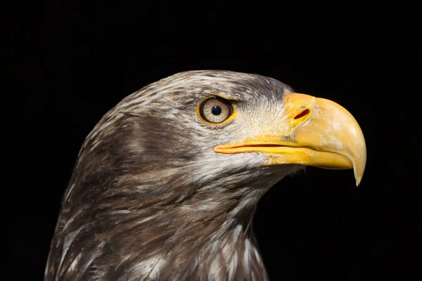 Águia Careca (Haliaeetus leucocephalus) Retrato também conhecido como Ame — Fotografia de Stock