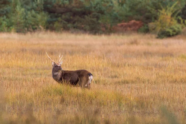 Güzel İngiliz sonbahar woodland Sika geyik