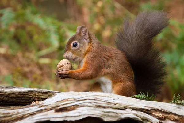 Europäisches Rotes Eichhörnchen (sciurus vulgaris) in wunderschöner Natur — Stockfoto