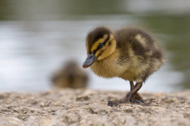 Güzel genç sevimli yeşilbaş (anas platyrhynchos) ördek yavrusu Portr