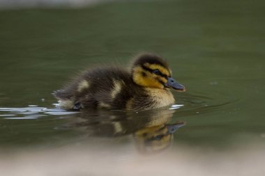 Güzel genç sevimli yeşilbaş (anas platyrhynchos) ördek yavrusu Portr