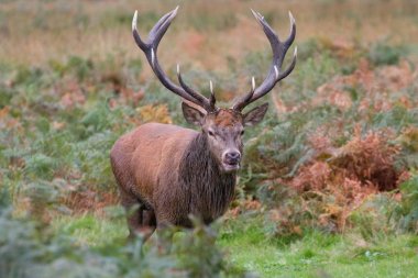 Kızıl geyik (Cervus elaphus) azgın mevsiminde, Londra, İngiltere