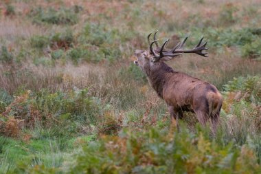 Kızıl geyik (Cervus elaphus) azgın mevsiminde, Londra, İngiltere