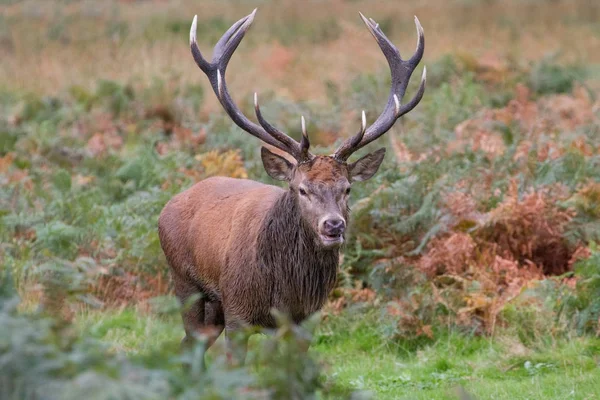 Kızıl geyik (Cervus elaphus) azgın mevsiminde, Londra, İngiltere