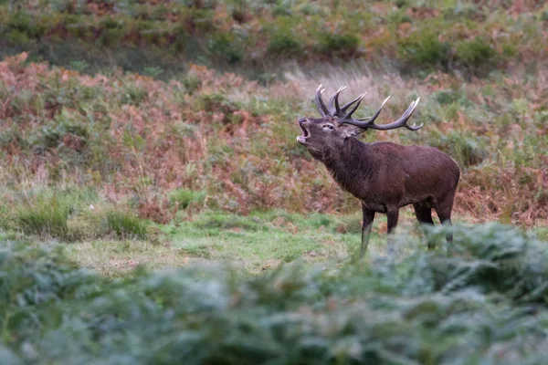 Kızıl geyik (Cervus elaphus) azgın mevsiminde, Londra, İngiltere