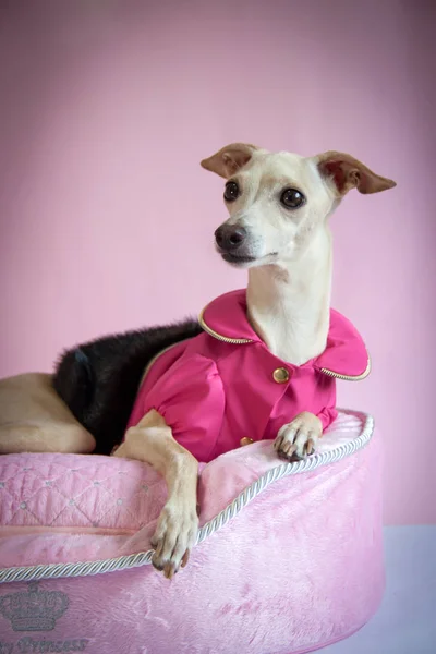 Pembe bir arka plan üzerinde pembe bir ceket İtalyan tazı