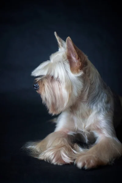Yorkshire terrier kesme sonra karanlık bir arka plan üzerinde