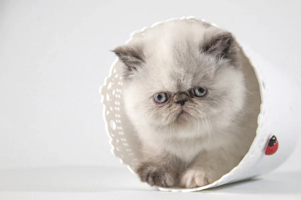 Beyaz arka plan üzerinde beyaz Farsça kedicik