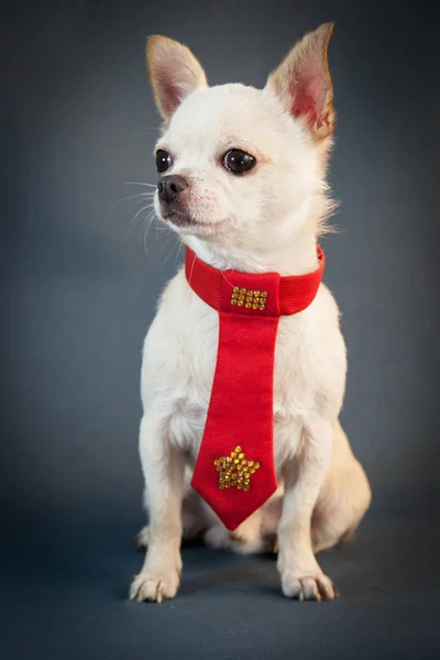 kırmızı kravat Chihuahua