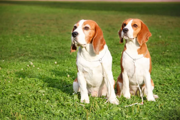 Beagles en la hierba verde Imágenes de stock libres de derechos
