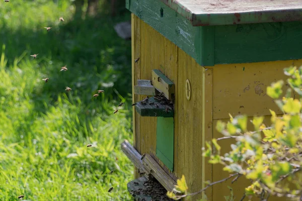 Hive of bees in the suburban area. The bees fly into the hive — Stock Photo, Image