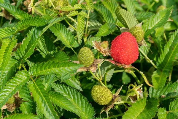 Olgun berry rosaline üzerinde yeşil bir çalı yetişir
