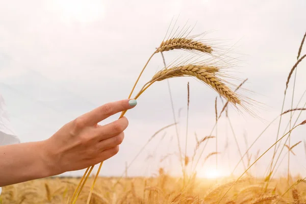 Girl holding wheat ears in hand on sunset background