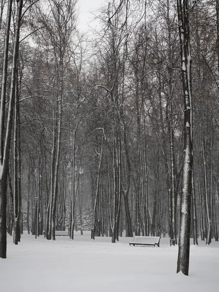 Park miejski zimą — Zdjęcie stockowe