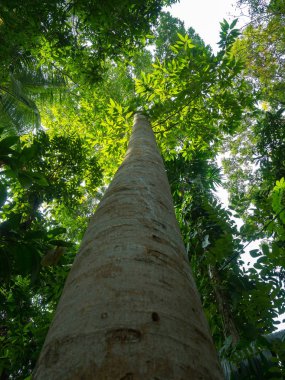 Tropikal yüksek ağaç