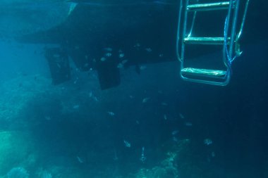 Su altında yat: merdiven, balık, mercan