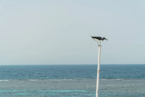 Måsar på en yacht. Utsikt över Röda havet — Stockfoto