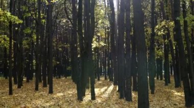 Gün batımında sonbahar Şehir Parkı. Ağaçların arasından güneş parlıyor.