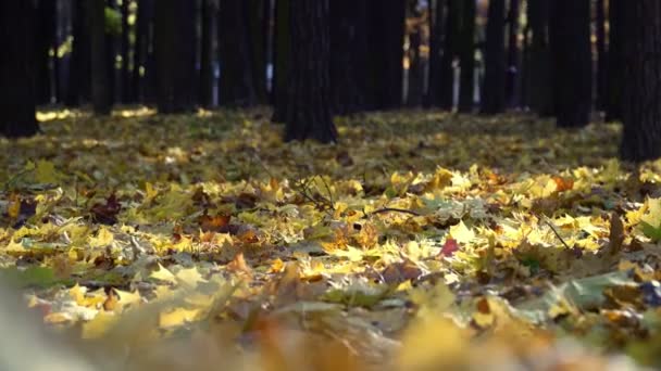 Herbst Stadtpark bei Sonnenuntergang. die Sonne scheint durch die Bäume. — Stockvideo