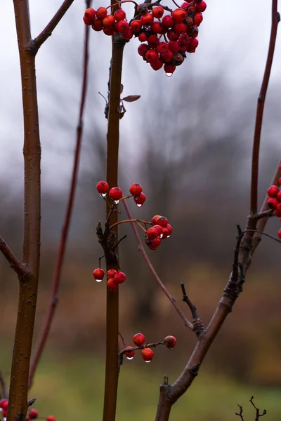Beeren von roter Eberesche aus nächster Nähe mit herabhängenden Tropfen. Spätherbst — Stockfoto