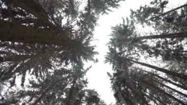 Kış çam ormanı. Kamerayı yukarı doğru ağaçlar kron doğru yönlendirilir.