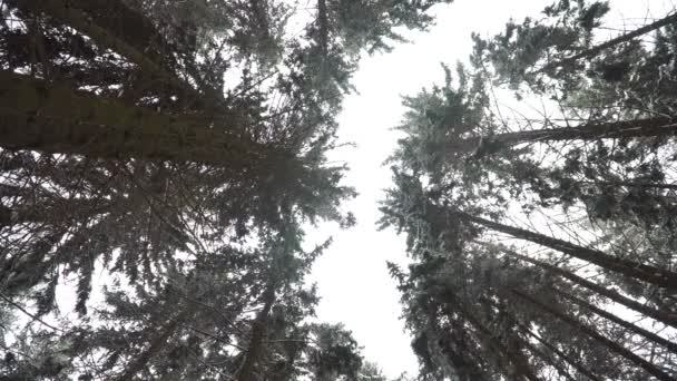 Pineta Invernale Fotocamera Rivolta Verso Alto Verso Corone Degli Alberi — Video Stock