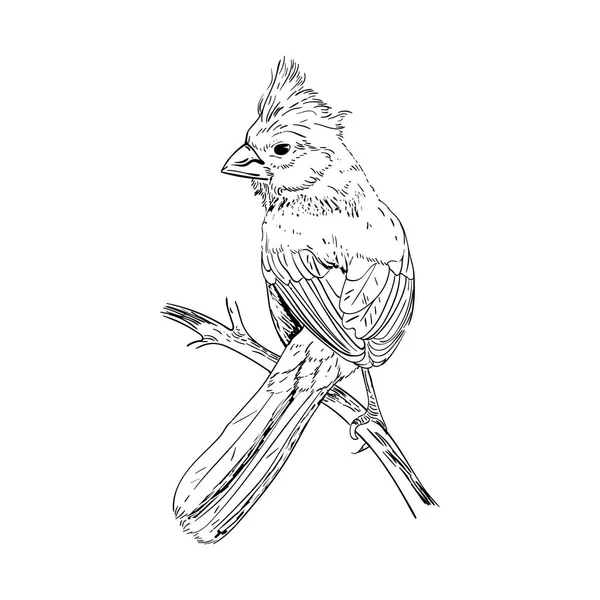 Ilustración vectorial dibujada a mano. Boceto de pájaros. Tinta dibuja pájaro. Grabado de pajaritos. Blanco y negro. Aislado sobre fondo blanco. Pipit pequeño . — Vector de stock