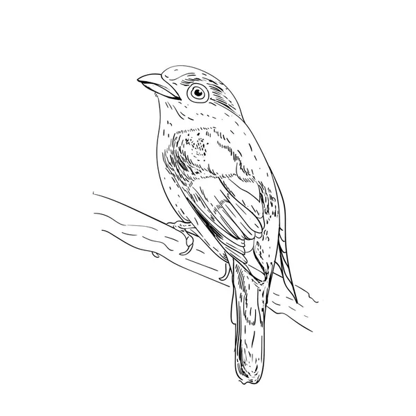 Hand getekend vectorillustratie. Maak een schets van vogels. Inkt concepten vogel. Gravure birs. Zwart-wit. Geïsoleerd op een witte achtergrond. Kleine Anthus. — Stockvector