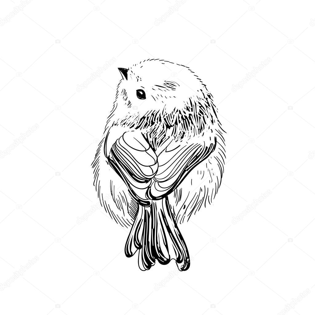 Hand drawn vector illustration. Sketch birds. Ink drafts bird. Engraving birs. Black and white. Isolated on white background. Small pipit.