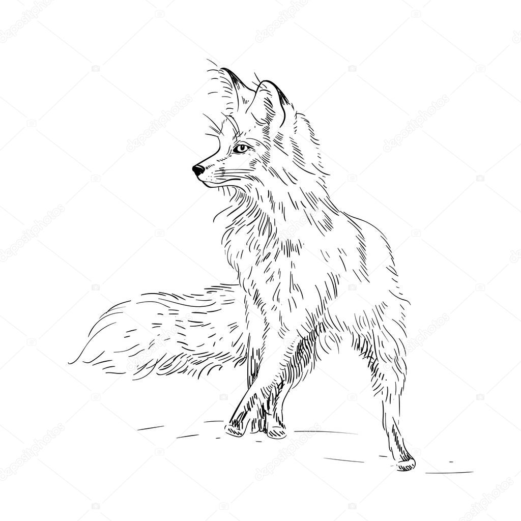 Fox engraved illustration. Vector hand drawn illustration.
