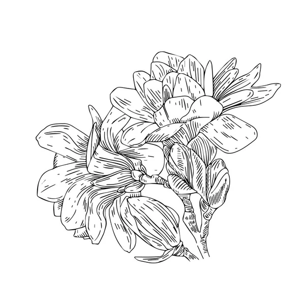 Kézzel rajzolt virágok vintage stílusban. Tavaszi virág ágak. Lineáris vésett art. Elszigetelt fehér background. — Stock Vector