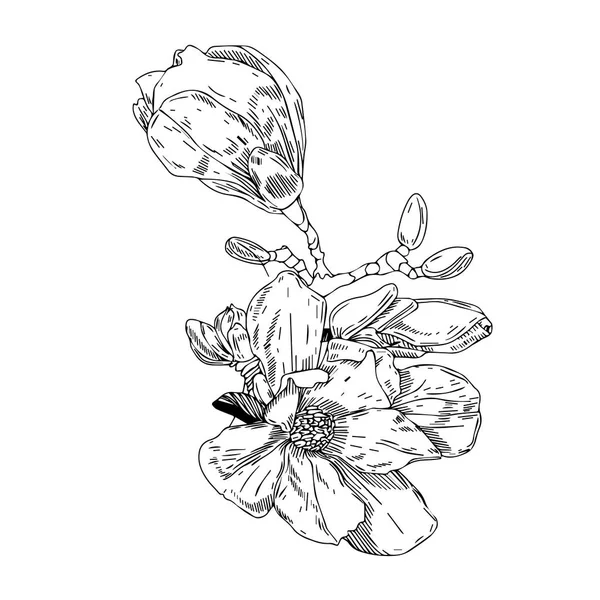 Ručně kreslené květiny ve stylu vintage. Jarní kvetoucí větve. Lineární ryté umění. Izolované na bílém pozadí. — Stockový vektor