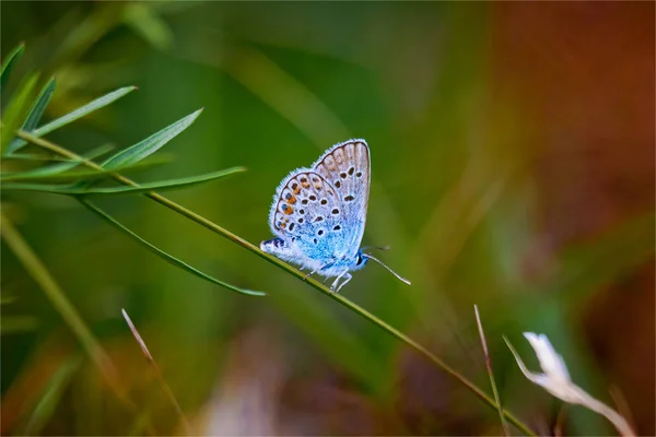 Schmetterling auf einer grünen Wiese — Stockfoto