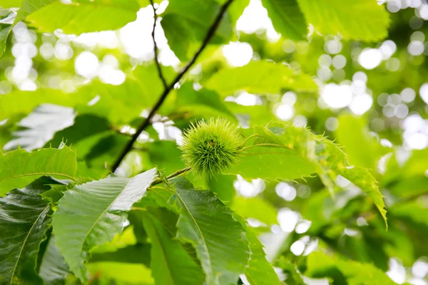 Närbild av kinesiska chestnut frukt på en grön gren. Kerikeri. — Stockfoto