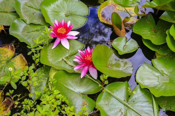 Close up of beautiful pink Water lilies on pond. KeriKeri, New Zealand. — Stock Photo, Image