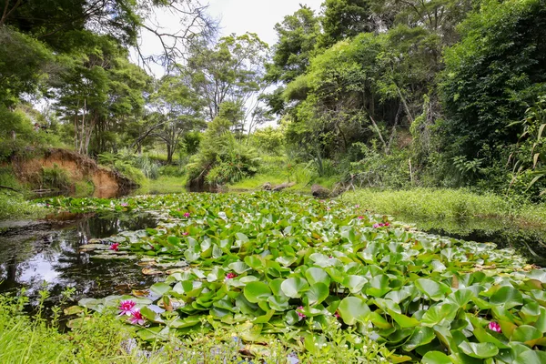 View of Water lilies on a beautiful pond. KeriKeri, New Zealand. — Stock Photo, Image