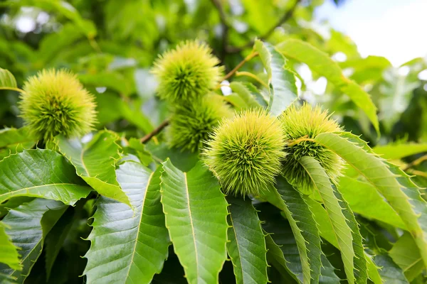 Close up of Chinese chestnut fruit on a green branch. KeriKeri. — Stock Photo, Image