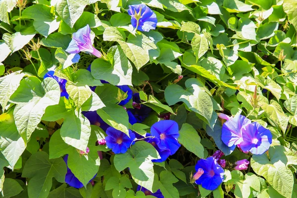 Nahaufnahme heller Blauglockenblumen an einem sonnigen Tag — Stockfoto