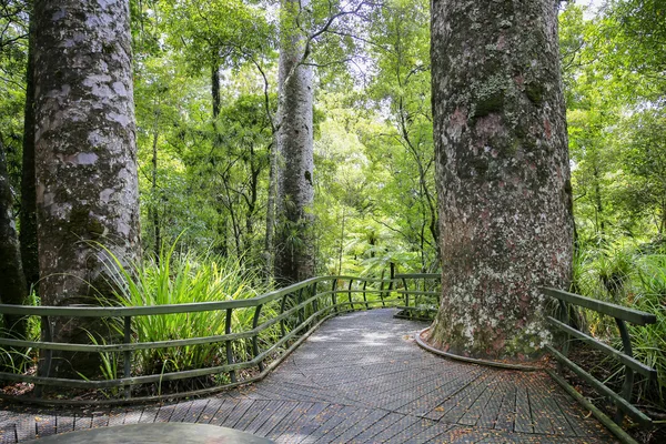 Trilha de caminhada através de alta floresta de árvores da Nova Zelândia — Fotografia de Stock