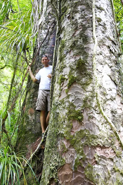 Junger Mann steht zwischen zwei Baumriesen im Kauri-Wald — Stockfoto