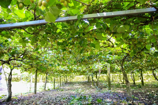 Kiwis wachsen in einem großen Obstgarten in Neuseeland. kerikeri. — Stockfoto