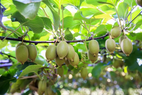 Kiwis creciendo en un gran huerto en Nueva Zelanda. Kerikeri. — Foto de Stock