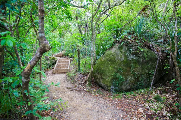 Trilha de caminhadas com escadas de madeira, Monte Manaia . — Fotografia de Stock