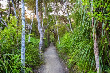 Ağaçlar ve çalılar, Mount Manaia çevrili orman yolu. 