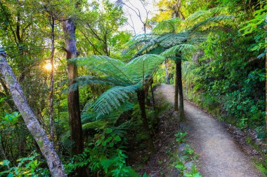 Hiking trail ve güneş ormanı, Mount Manaia. 