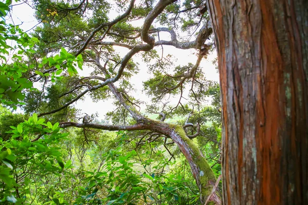 Nahaufnahme eines großen Baumes mit bemoosten Ästen — Stockfoto