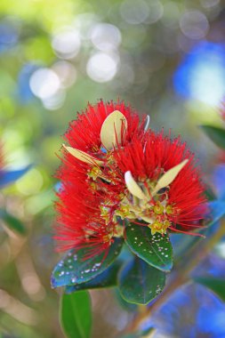 Yerli Pohutukawa çiçek kapatın. Yeni Zelanda
